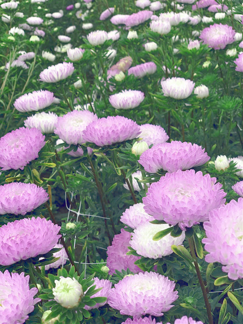 China Aster Silber Turm seeds 0.5g