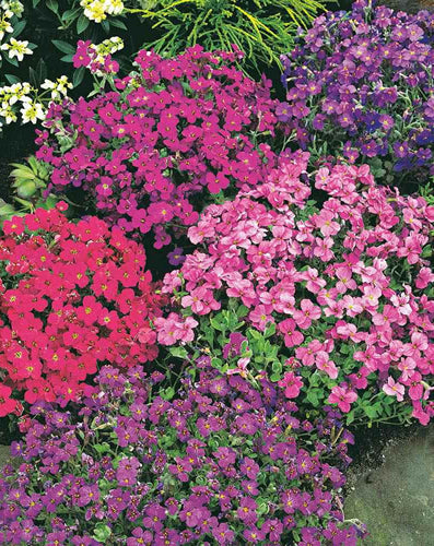 Aubrieta Mixed seeds 0.3g