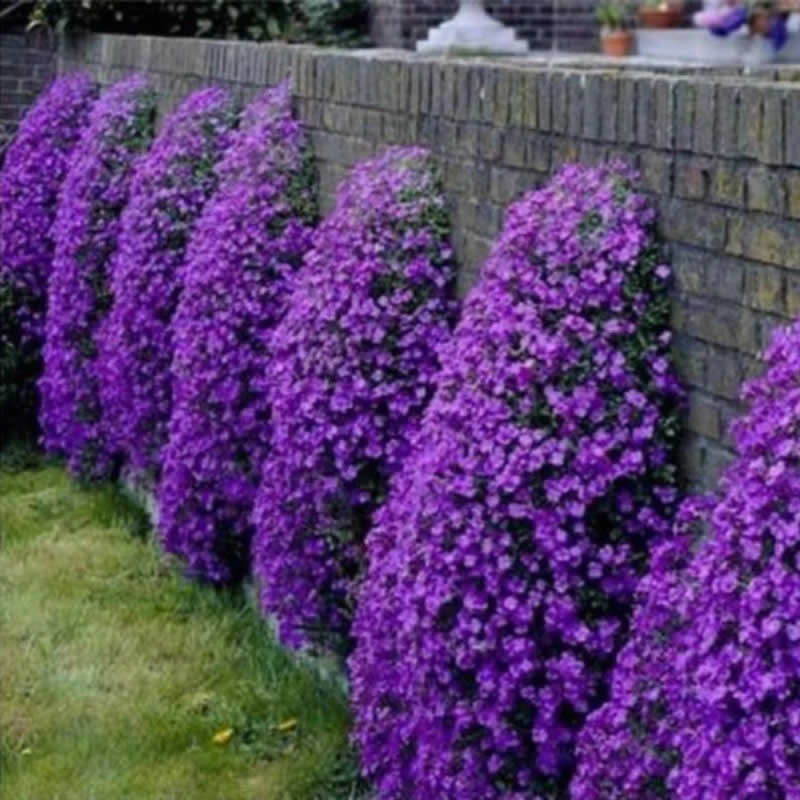 Aubrieta Whitewell Gem seeds 0.2g