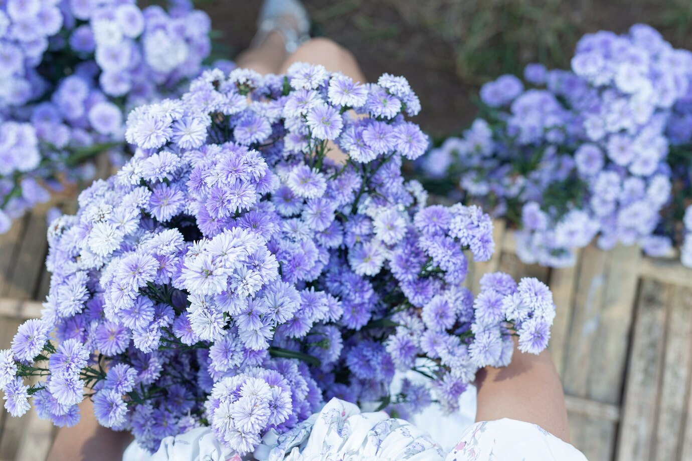Ageratum
