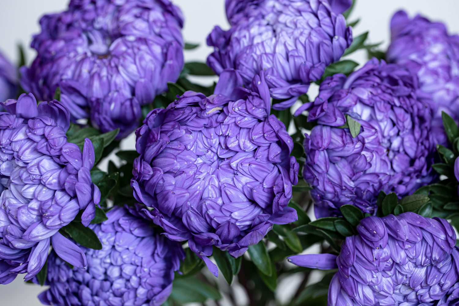 Aster