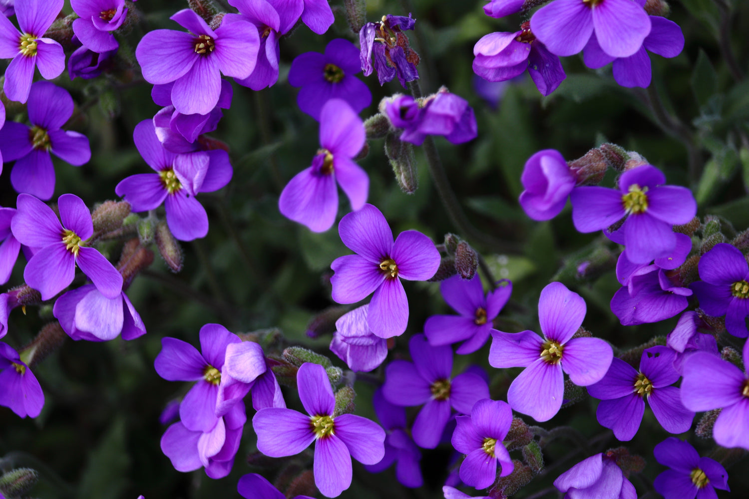 Aubrieta