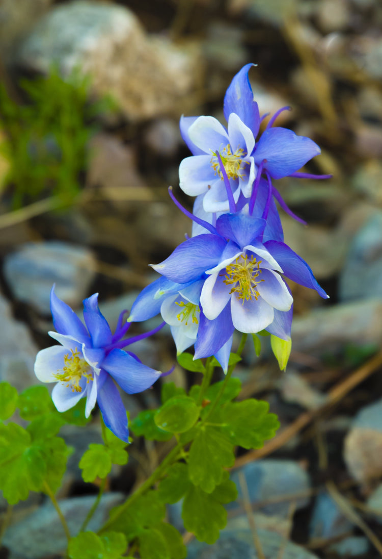 Aquilegia