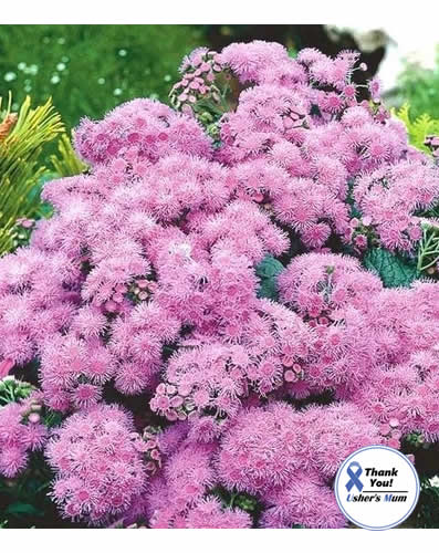 Mexican Ageratum Pink seeds 0.2g