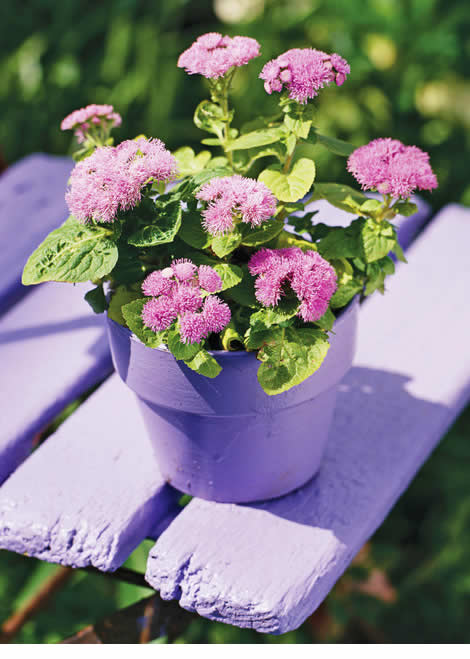 Mexican Ageratum Pink seeds 0.2g
