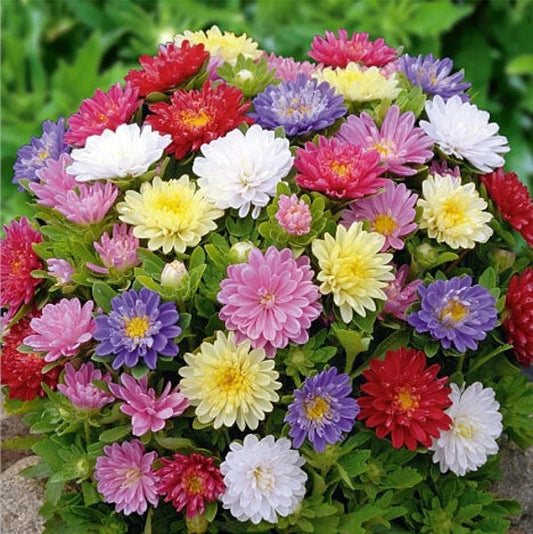 China Aster Pinocchio seeds 0.3g