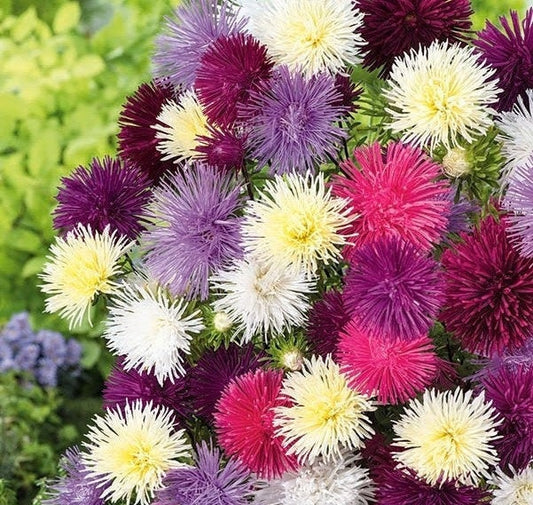 China Aster Needle Mixed Seeds 1g