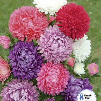 China Aster Paeoniflowered seeds 0.5g