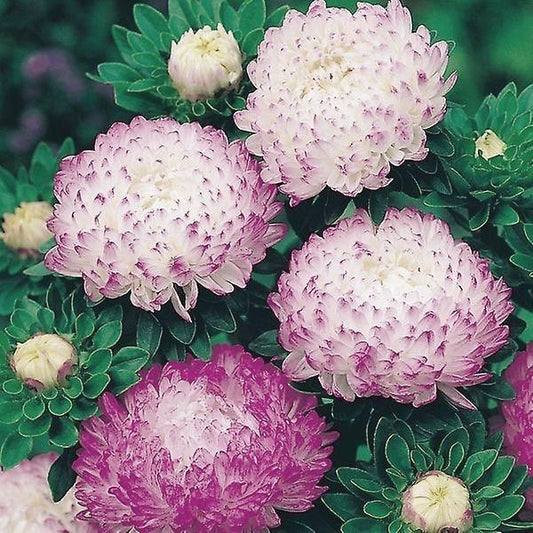 China Aster Silber Turm seeds 0.5g