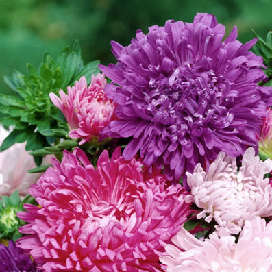 Aster Krallen Mix seeds 0.5g