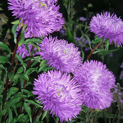 Aster Krallen Karthauser seeds 0.5g