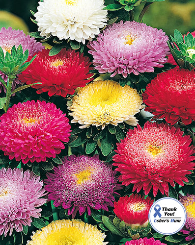 Aster Pompon Mix seeds 0.5g