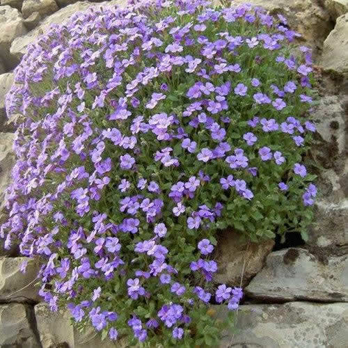 Aubrieta Graeca seeds 0.2g