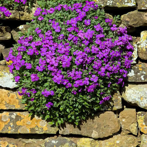Aubrieta Hendersonii seeds 0.2g