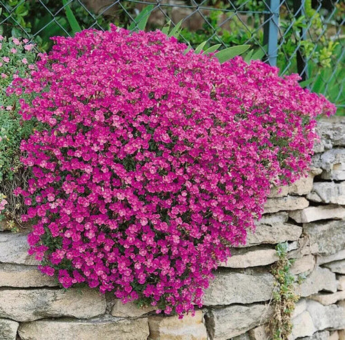 Aubrieta Leichtlinii seeds 0.2g