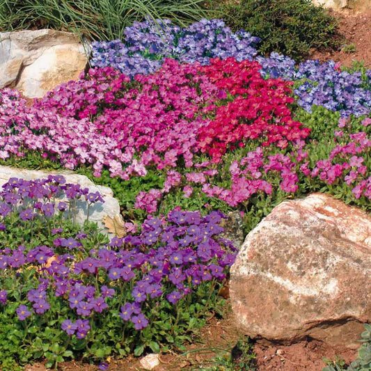Aubrieta Mixed seeds 0.3g
