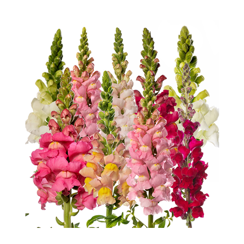 Snapdragon Majestic seeds 0.5g