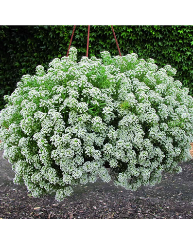 Sweet Alyssum Seeds  0.5g